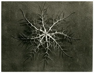 Nigella Damascena. 1929 (fotogravír)